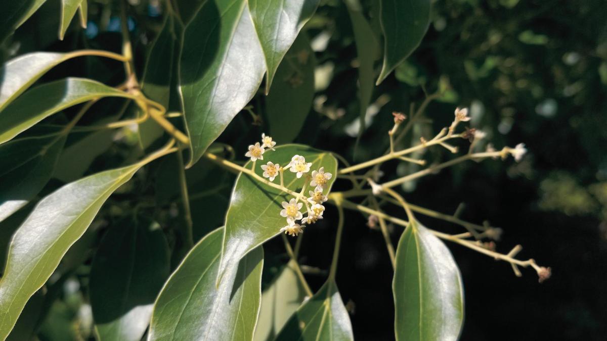 Huile essentielle de Bois de Hô: bienfaits & propriétés