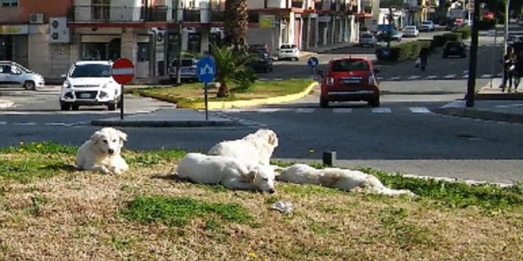 Randagismo in Calabria, l'allarme del Comitato: «Canili sovraffollati e costi alle stelle. Comuni rischiano condanne»
