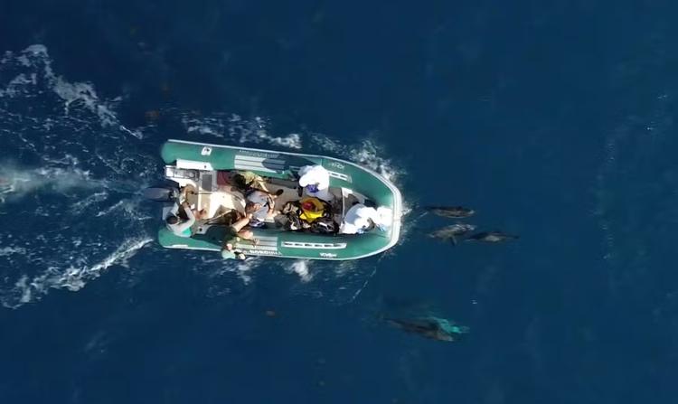 Pesquisa avalia saúde de golfinhos e aves em Fernando de Noronha