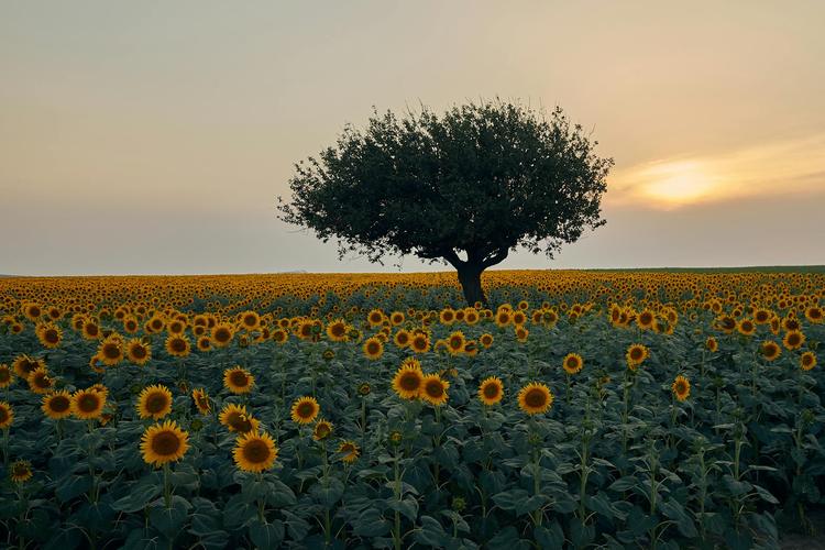 Jesús es quien salva