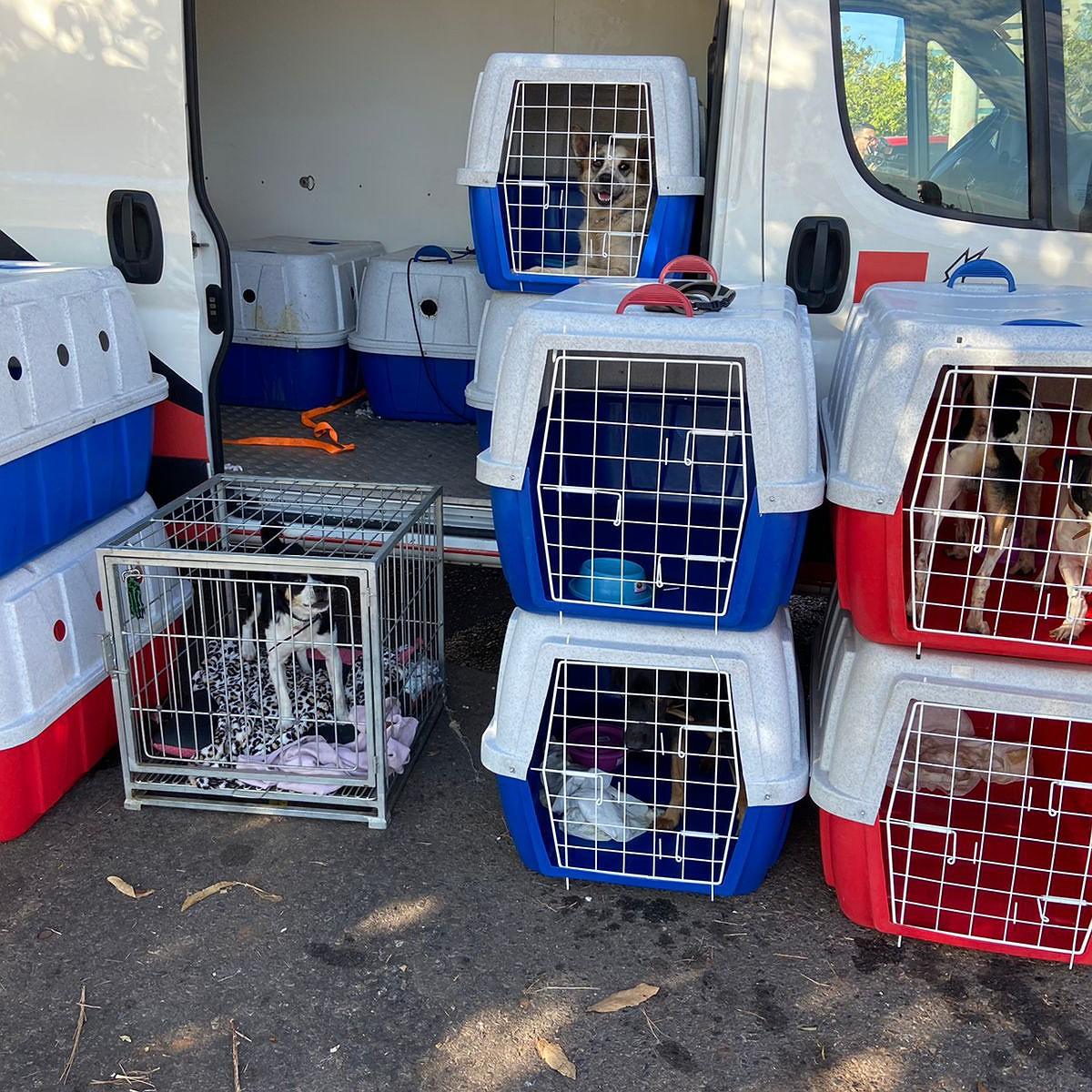 Cães resgatados no RS encontram lares em Brasília após adoção online