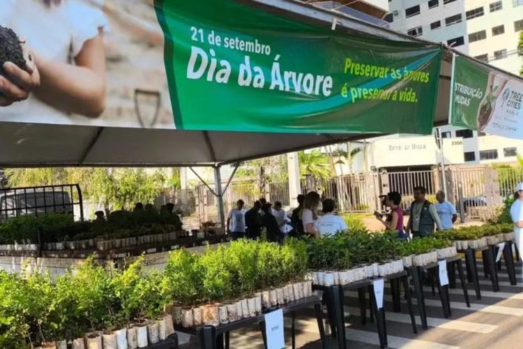 Campo Grande distribui 10 mil mudas de árvores frutíferas de graça neste sábado