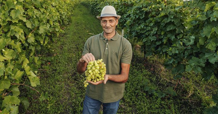 Cooperativa Vinícola Garibaldi amplia práticas de economia circular em seus processos