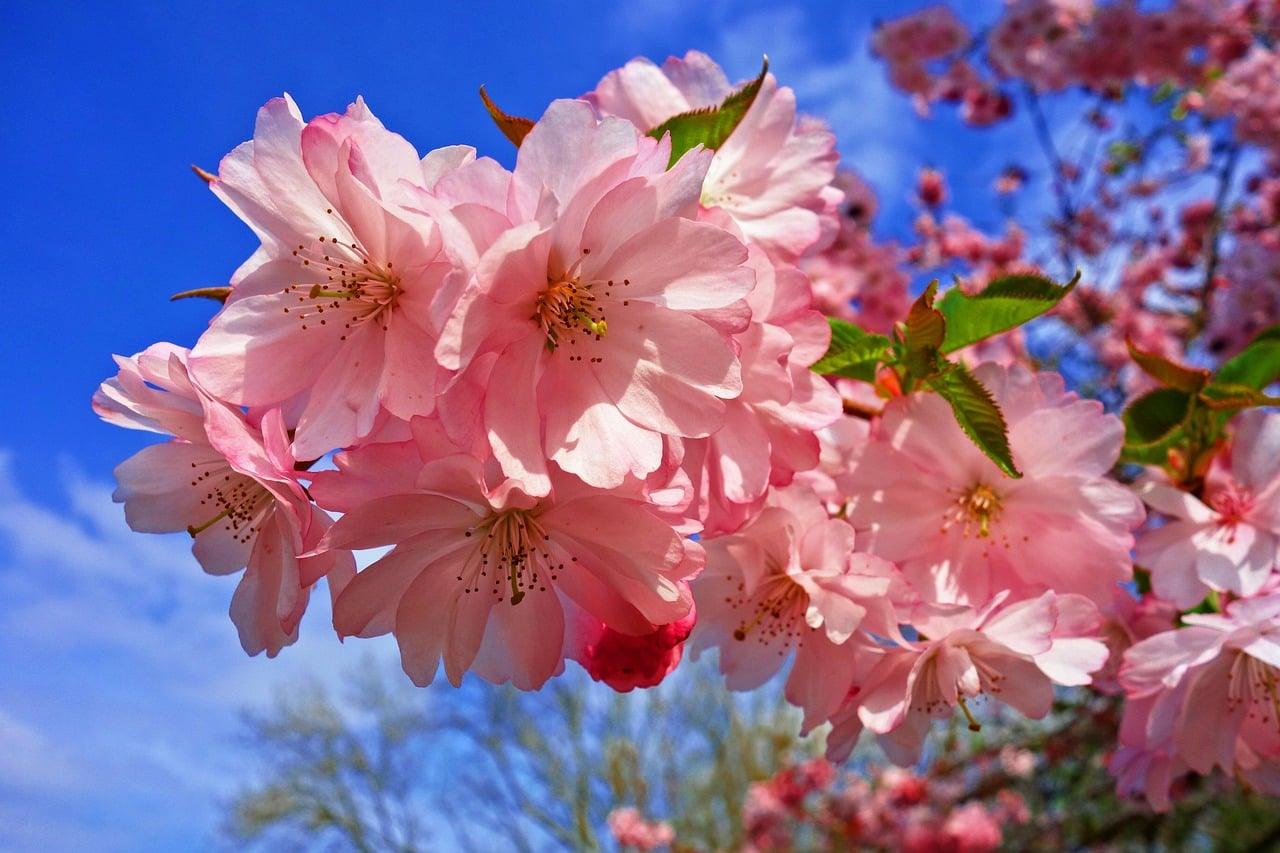 Il risveglio della natura: tutto quello che c’è da sapere sul mese di maggio
