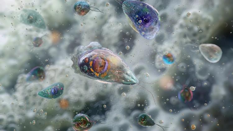¿Qué es la ameba 'comecerebros' y cómo puedes evitar que te infecte?