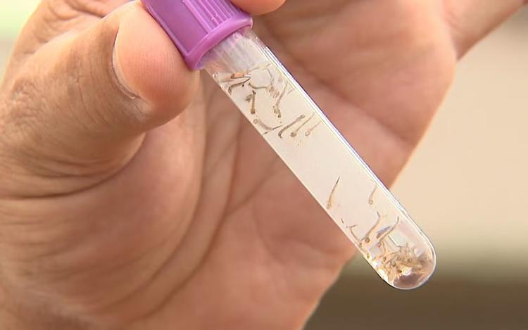 Dengue cai 98% em Ribeirão Preto, SP, mas Franca, SP, tem incidência cinco vezes maior em 2026