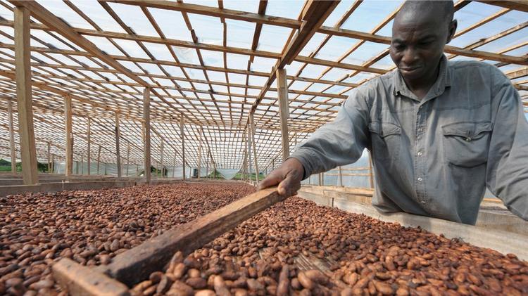Côte d’Ivoire : 700000 producteurs ivoiriens de cacao en crise
