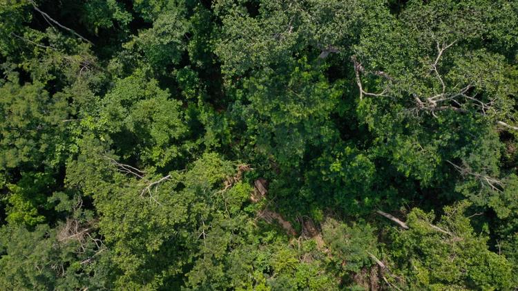Aplicação ilegal de agrotóxico com drones em área de quase 900 hectares é investigada no Acre
