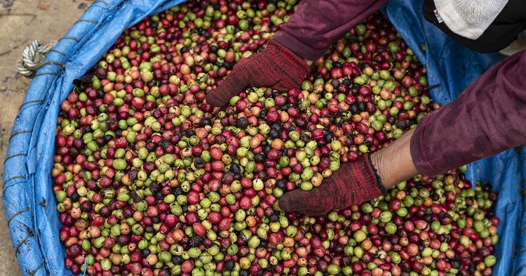 El Niño pode ser o mais forte desde 1950 e amplia risco para soja e café no Brasil