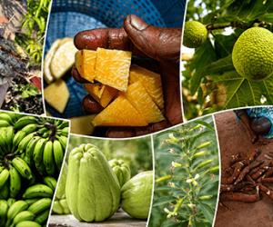 The Truth About Viral Caribbean 'Superfoods' - And The Warning One Post Missed