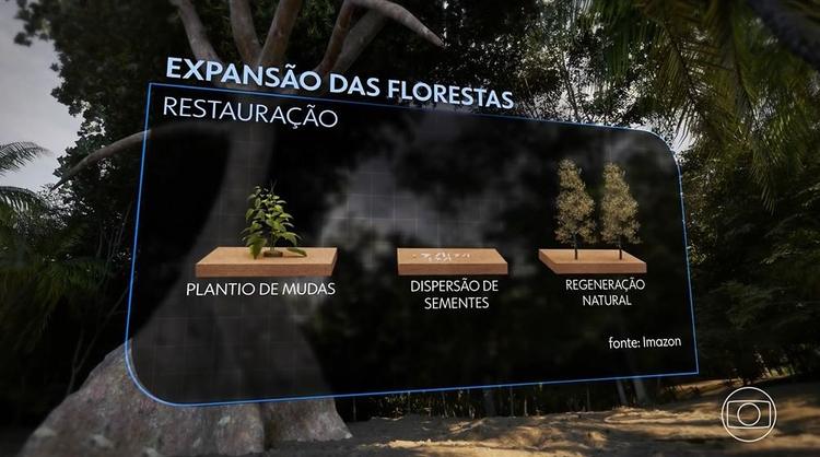 Brasil tem potencial para recuperar 13 milhões de hectares de florestas até 2035, diz estudo