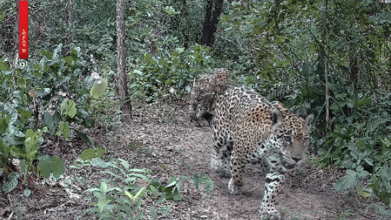 Onça-pintada que atacava gado aparece com dois filhotes no Pantanal de MT; veja vídeo