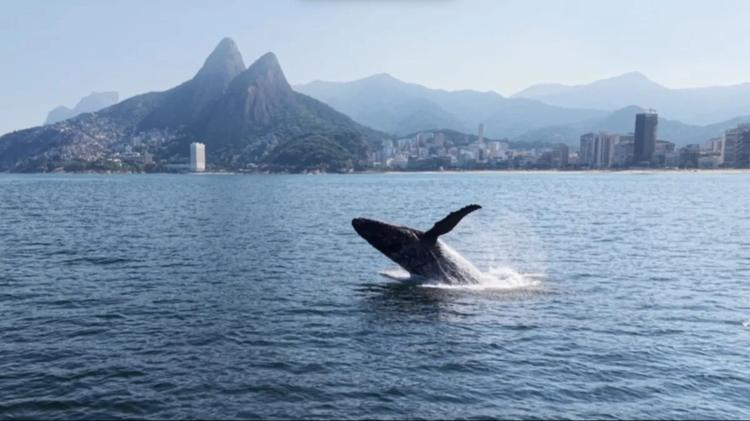Baleia dá espetáculo em Ipanema; Rio volta a receber jubartes e transforma o inverno em temporada de observação