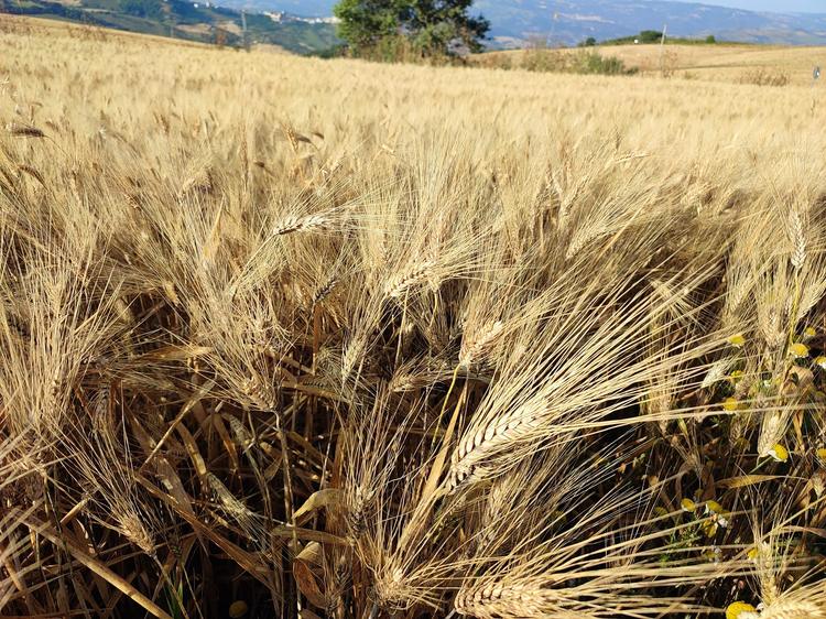 Venosa, il grano duro al centro del dibattito politico