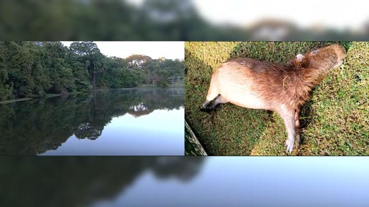 Capivaras são achadas mortas no lago do Jardim Botânico