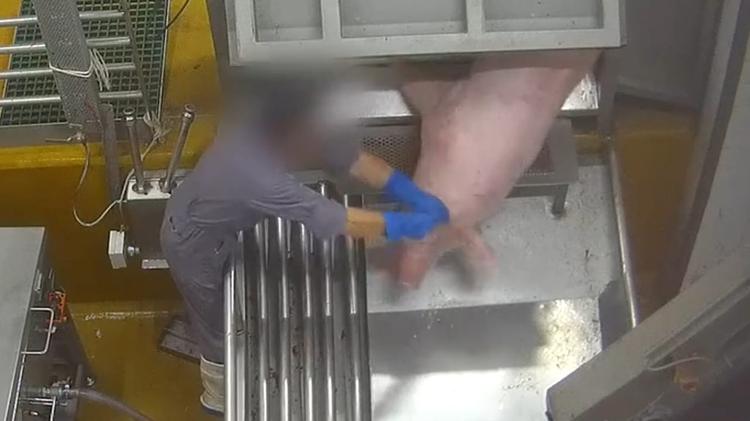 Perpignan : des actes de maltraitance à l’abattoir, une enquête ouverte