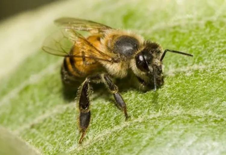 Enxame de abelhas africanizadas suspende aulas da Universidade Estadual de RR em Boa Vista