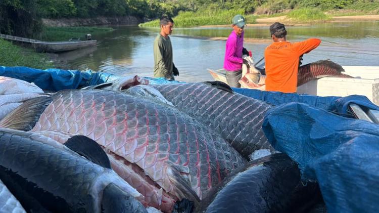 Mais de 18 toneladas de pirarucu invasor são retiradas de reserva em Costa Marques, RO