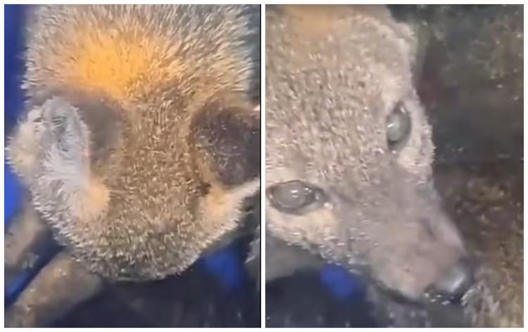 Cachorro-do-mato fica preso em tubulação de escola e é resgatado em Jundiaí; vídeo
