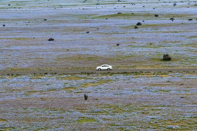 Deserto do Atacama floresce após chuvas intensas provocadas pelo El Niño