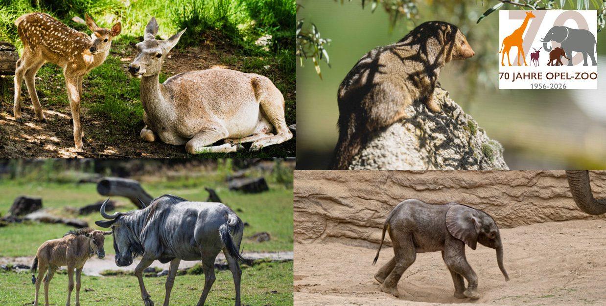 Opel-Zoo: Weiterer Nachwuchs beim Bucharahirsch, Streifengnu und Zwergmangusten & Sommerferienprogramm