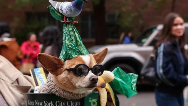 Cães fantasiados invadem Nova York em desfile de Halloween; veja fotos