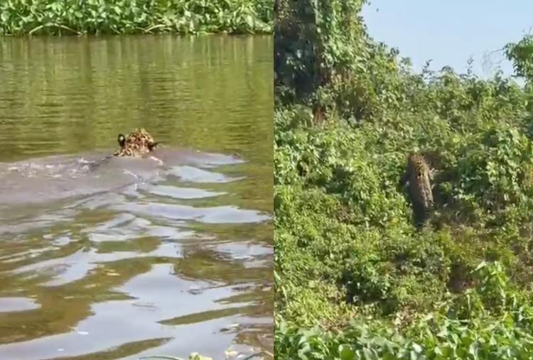 Onça é flagrada nadando no rio Paraguai durante pescaria em MS; vídeo