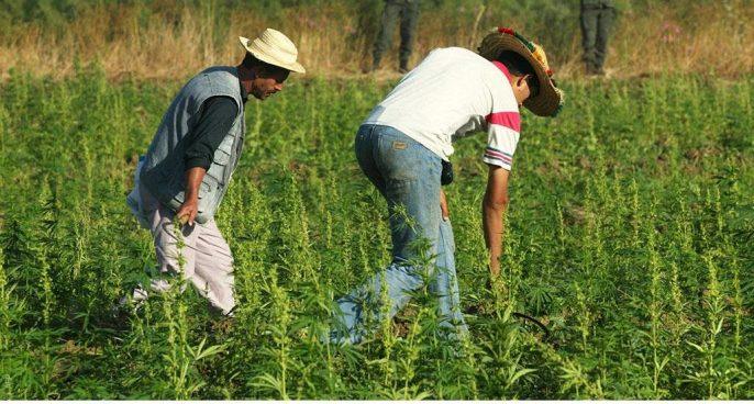 بعد تسجيل أكثر من 140 منتجا.. مطالب بالكشف عن لائحة أدوية القنب الهندي