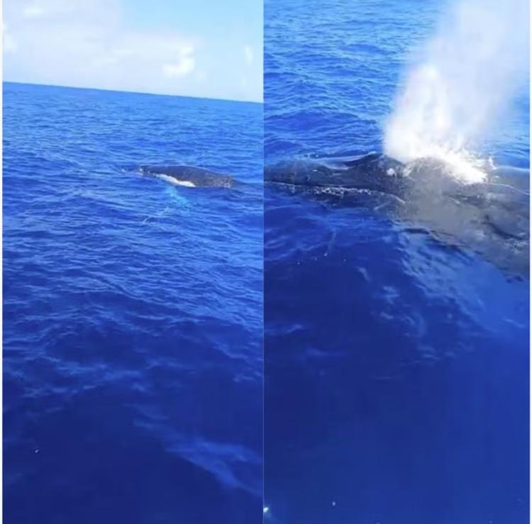 'Minha filha, vá simbora, saia daqui': pescador encara com bom humor encontro com baleias em alto-mar; VÍDEO