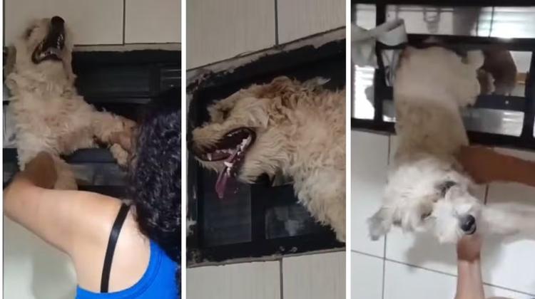 VÍDEO: cachorro fica preso em grade de janela após queima de fogos no interior de SP