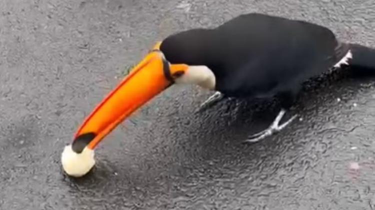 Tucano é filmado comendo pão e bolacha e veterinário alerta para riscos ao animal
