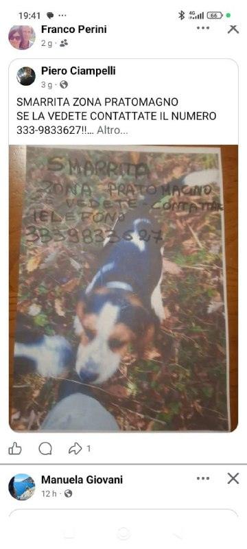 Smarrita canina zona Pratomagno