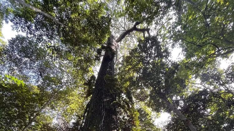 Quais são as 18 árvores que sustentam a Amazônia na luta contra o aquecimento global