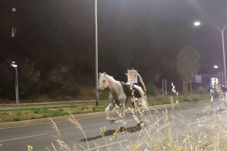 "I vigili hanno acceso i petardi”. Spunta l'audio dopo la fuga dei cavalli: cosa è successo
