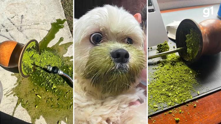 'Mates derrubados': perfil que reúne desastres com chimarrão faz sucesso nas redes sociais e recebe mais de 100 registros por dia