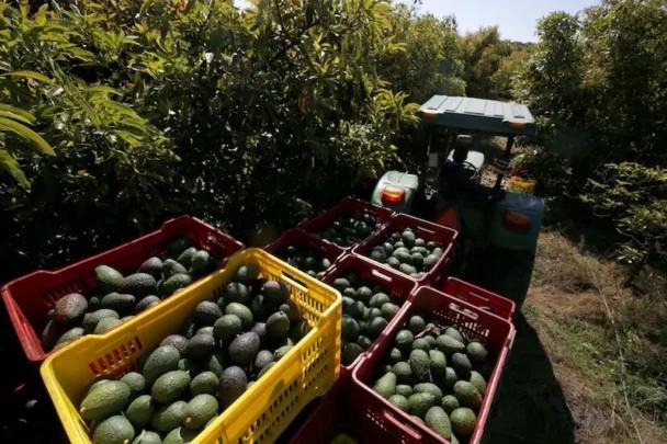 المغرب يواجه منافسة قوية في سوق الأفوكادو الأوروبية