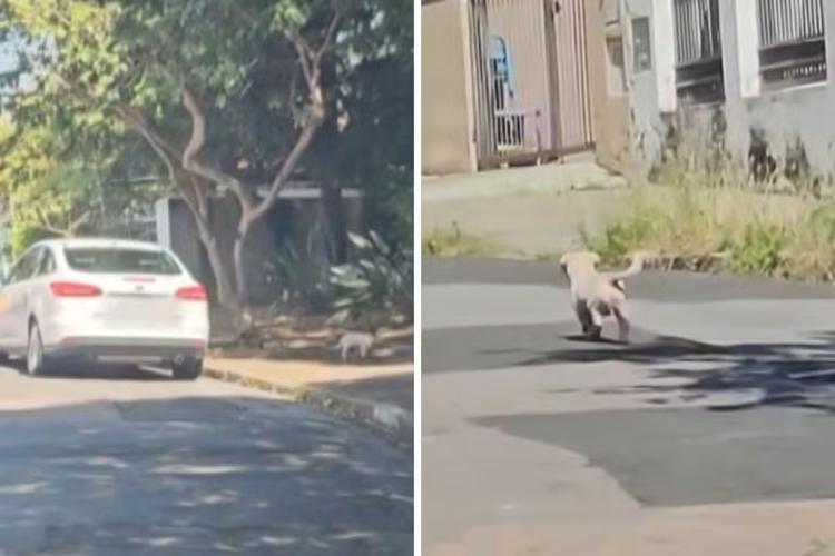 Advogada flagrada abandonando cão em rua do interior de SP é denunciada pelo MP por maus-tratos