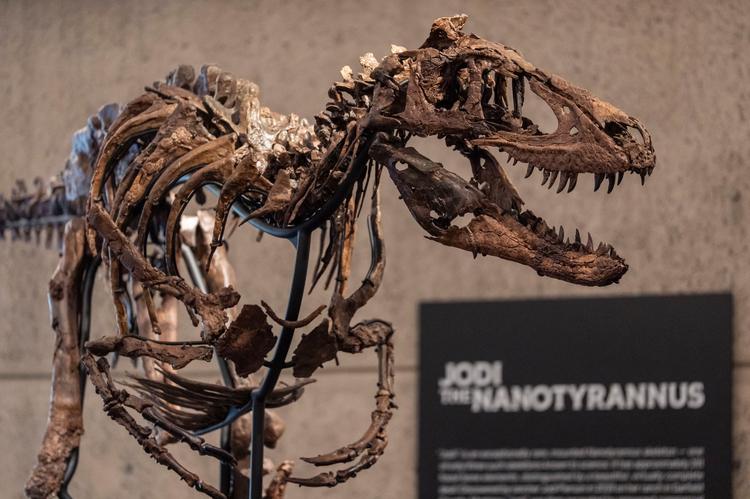 Fóssil de dinossauro parecido com um ‘mini T. rex’ é vendido por R$ 254,6 milhões