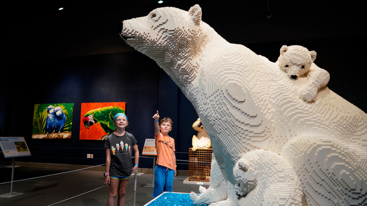 ‘Animal Super Powers’ exhibit with LEGO bricks coming to Mississippi Museum of Natural Science