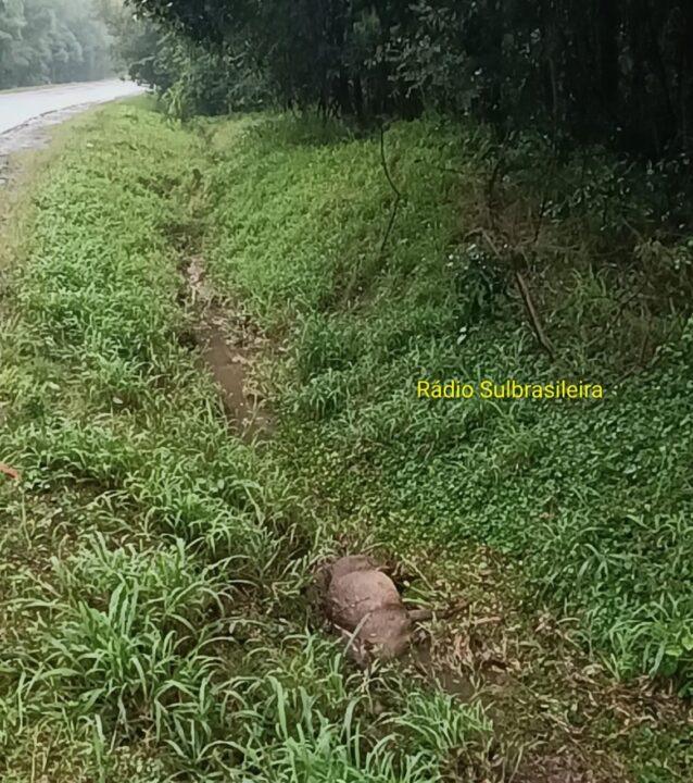 Veado-mateiro é encontrado morto após atropelamento na BR-158 em Panambi