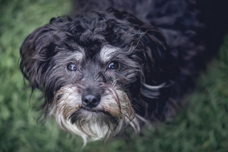 Rampas, meias e fraldas para pet sênior: o que vale o investimento (e o que é cilada) para animais de estimação idosos?