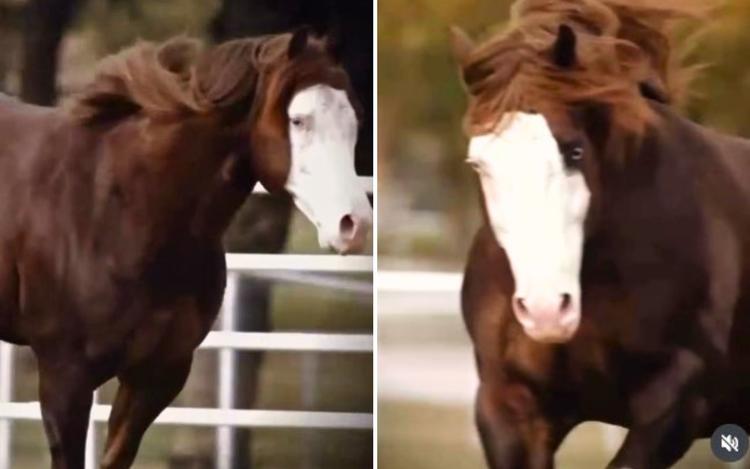 Cavalo impressiona ao ser 50% vendido por R$ 44 milhões durante leilão em Goiás