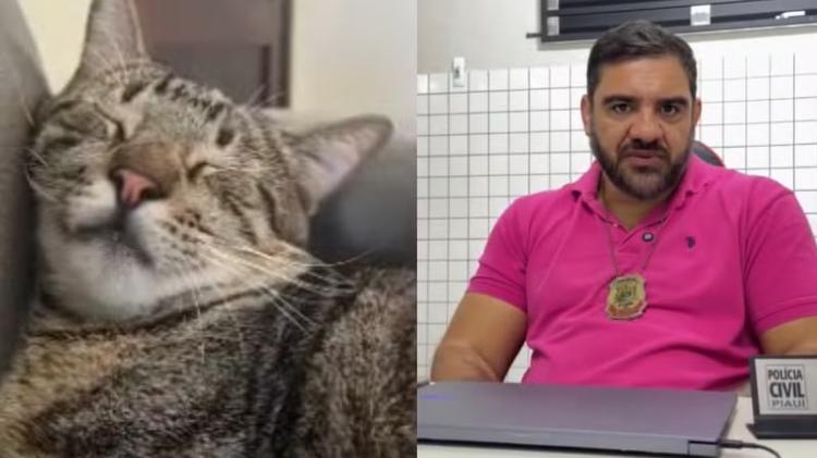 Envenenamento de gatos preocupa moradores de condomínio no PI; seis morreram