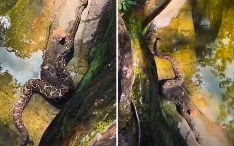 Guia faz vídeo de cascavel tomando sol em pedras próximo a cachoeira, em Pirenópolis