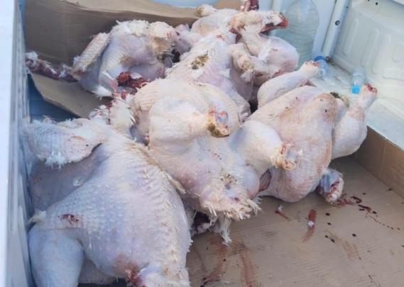 حجز 120 كيلوغراماً من لحم الديك الرومي غير الصالح للاستهلاك بالصويرة