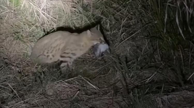 Gato-palheiro-pampeano: agricultor registra primeiras imagens de felino ameaçado de extinção caçando ratos; VÍDEO