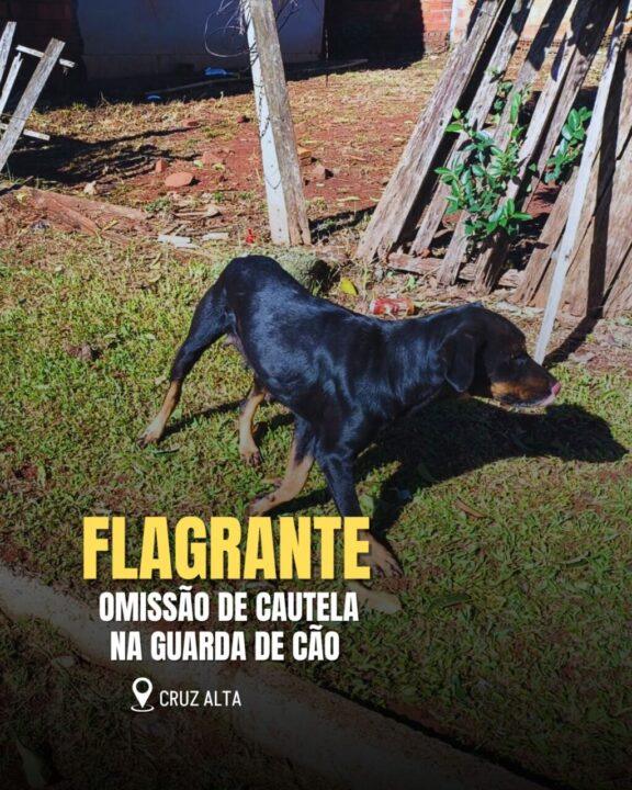 Em Cruz Alta, Brigada Militar autua homem por omissão de cautela na guarda de cão