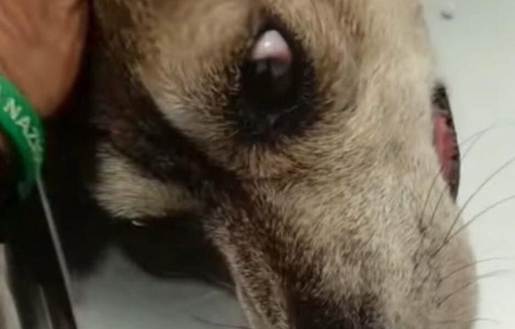 Morta Betty Boop, la cagnolina lanciata dal quarto piano a San Giovanni La Punta
