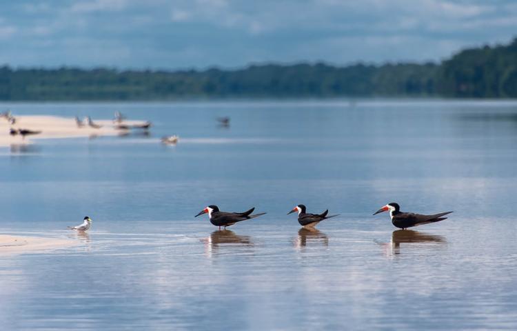 Conheça cinco locais para observar aves e outros animais no Amazonas