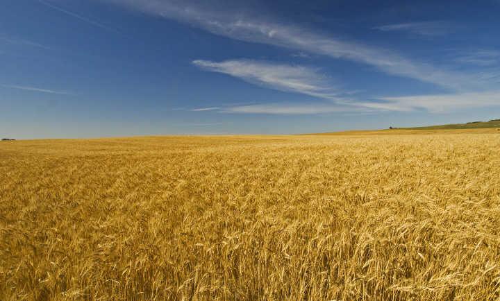 Maintaining Wheat Yields Possible Over Many Years